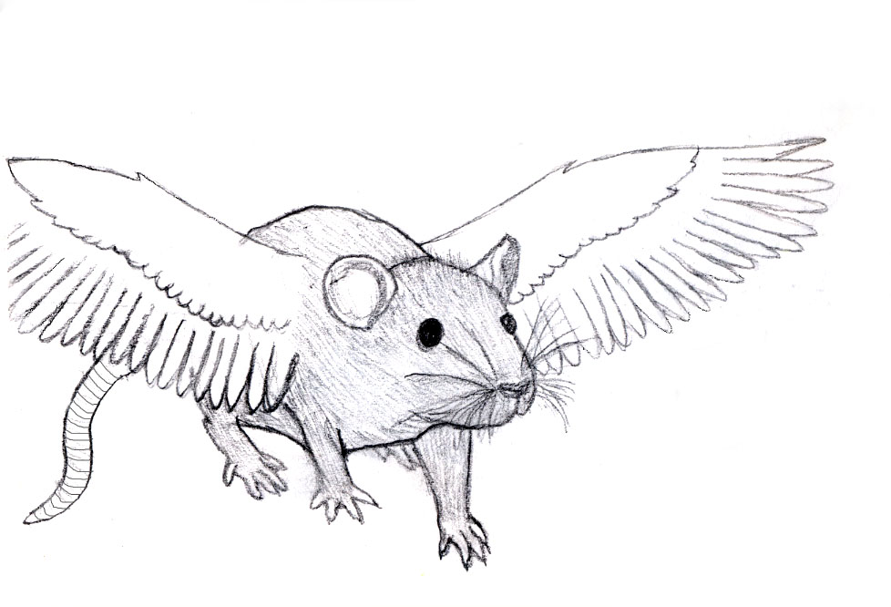 Fanatical about Pigeons