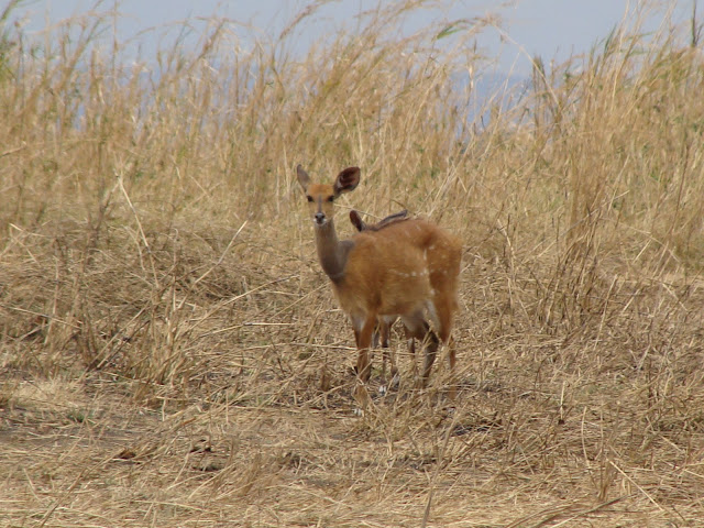 Wildness Safari Tanzania