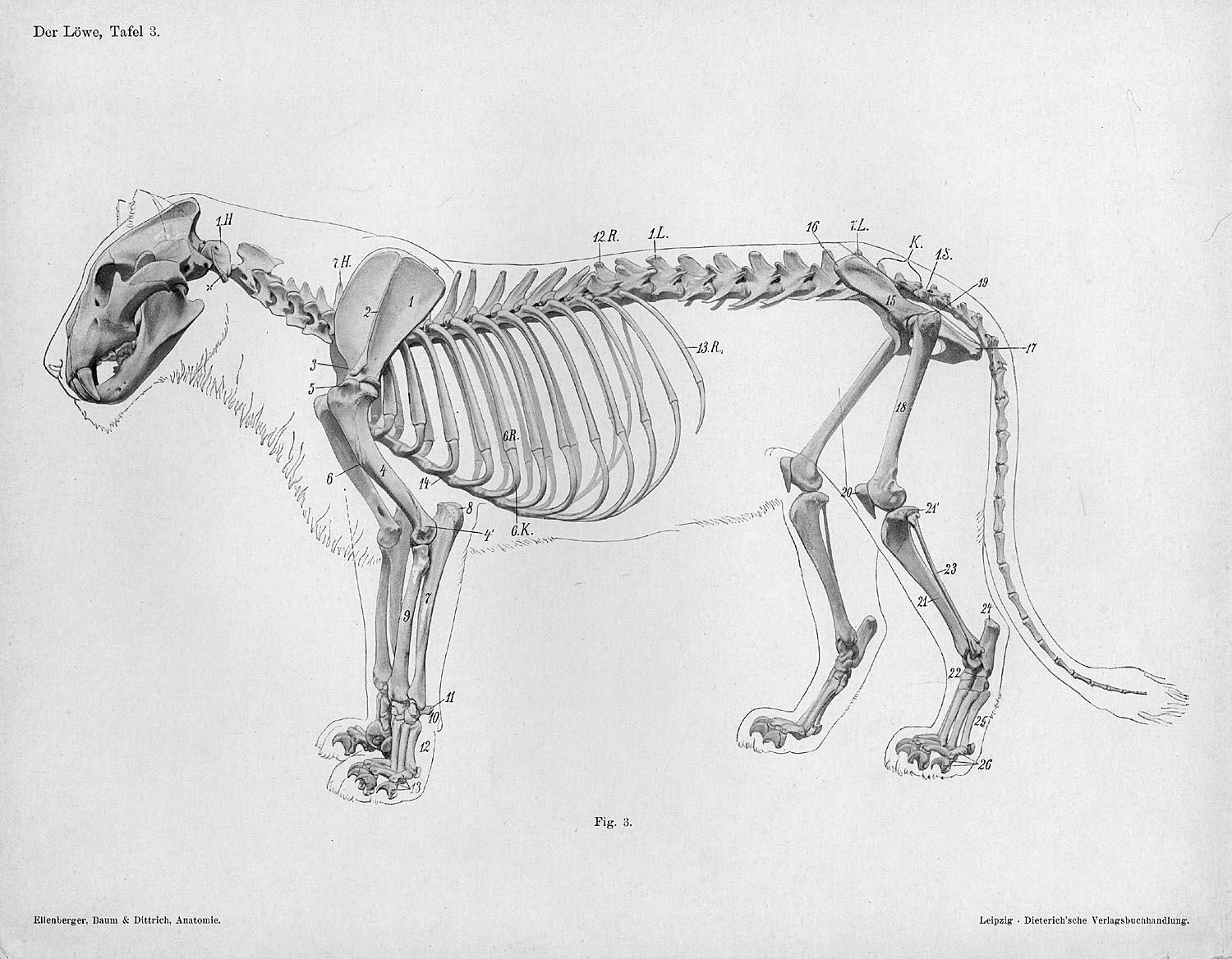 Lion_anatomy_lateral_skeleton_view.jpg