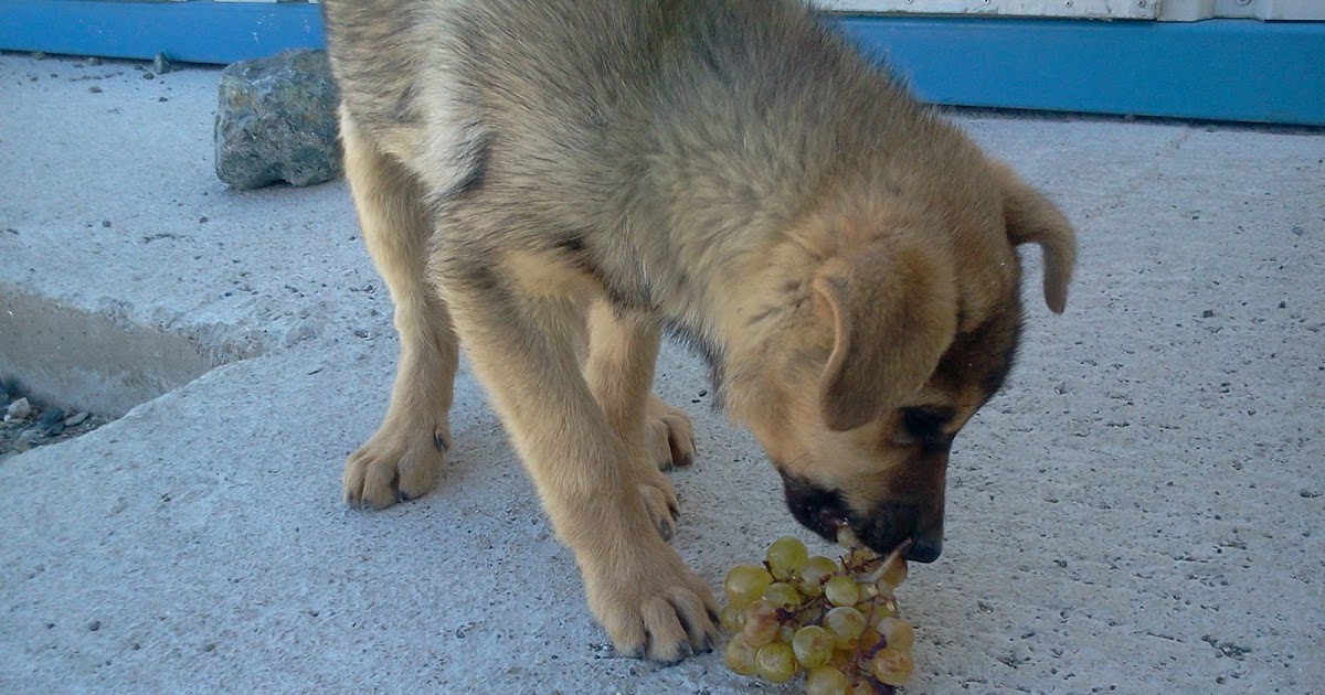 doğu Kulaklı ağaç, kartal, fare, köpek, kedi ve ben..