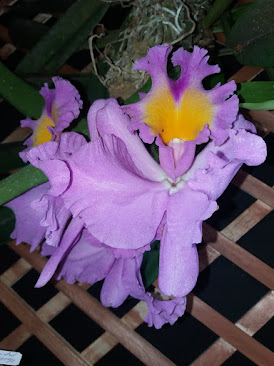 Orquídea