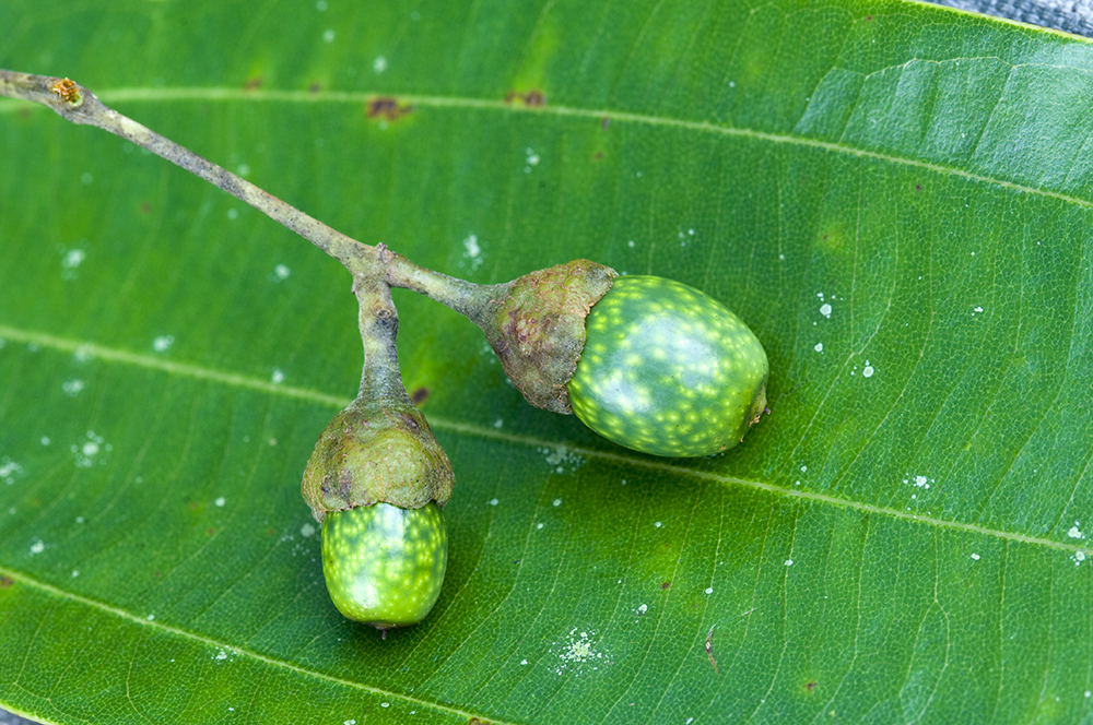 The 3 Foragers Foraging for Wild, Natural, Organic Food Wild Edibles