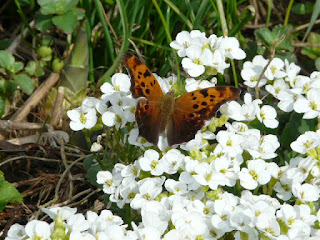 question mark butterfly