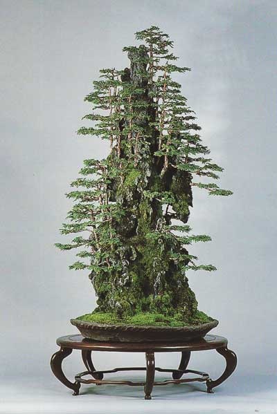 Cool Bonsai