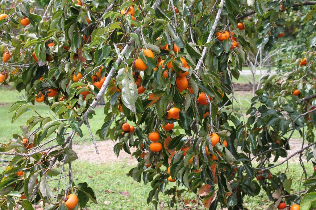 the gd kitchen miami's fruit and spice park!