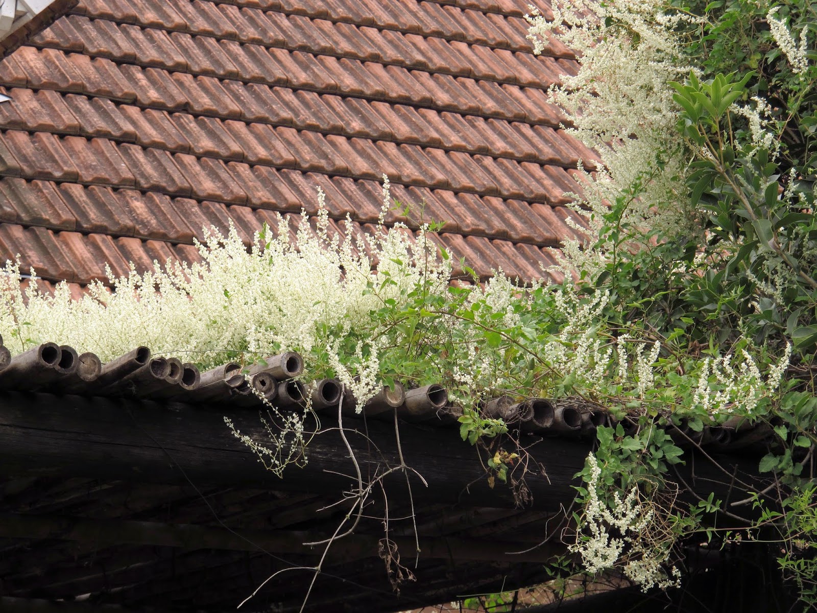 En el jardin: Polygonum aubertii = Fallopia baldschuanica: una