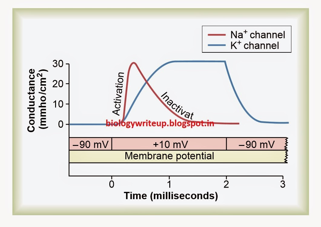 BIOLOGY WRITEUP BIOLOGY ARTICLES VOLTAGE CLAMP or PATCH CLAMP