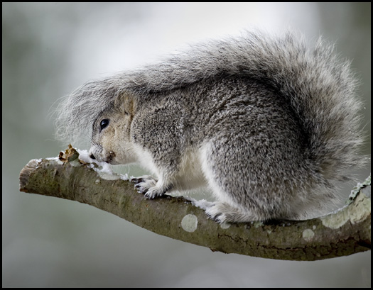 Fox Squirrels Vs Gray Squirrels Diet
