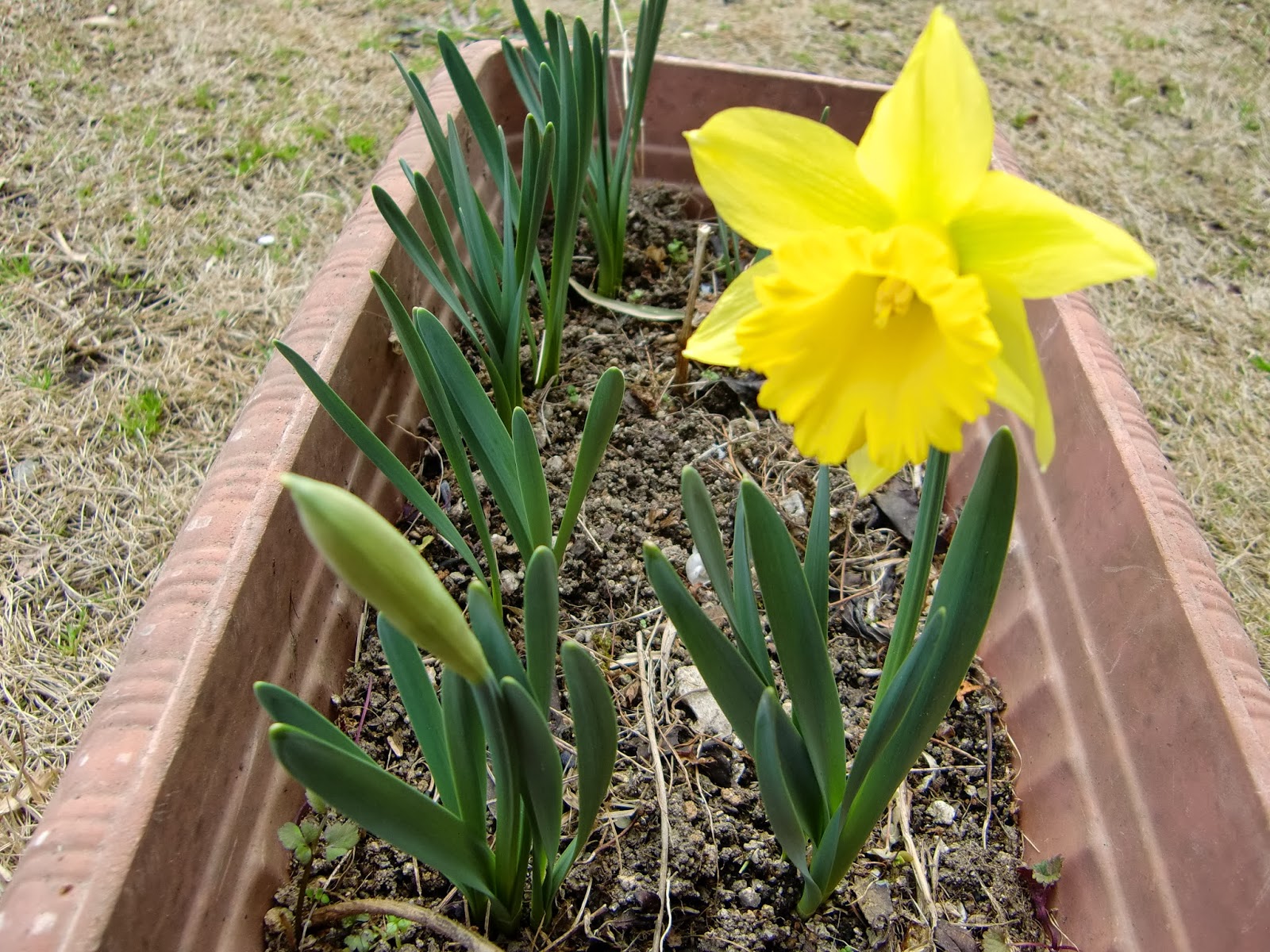 花の折り紙通信 水仙