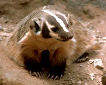 texas badger