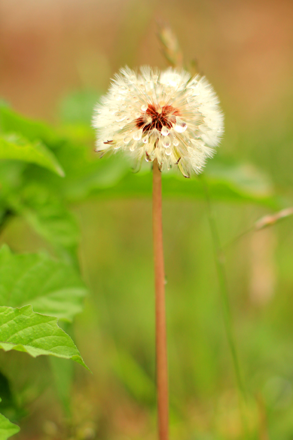 Mademoiselle Mermaid Dandelions, Weeds, and Wishes