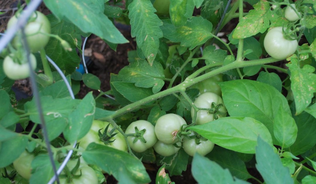 Come Together With No Harm Done Tomato plants summer 2011 Come Together With No Harm Done Tomato plants summer 2011