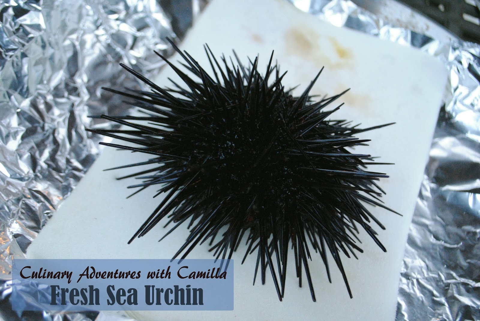 How to Cleaning a Sea Urchin