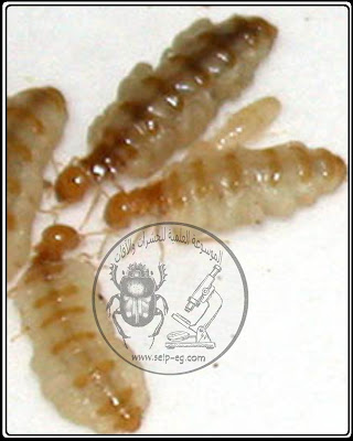 دورة حياة النمل الأبيض تحت الأرضي (الجزء الثاني) Life cycle of subterranean termites
