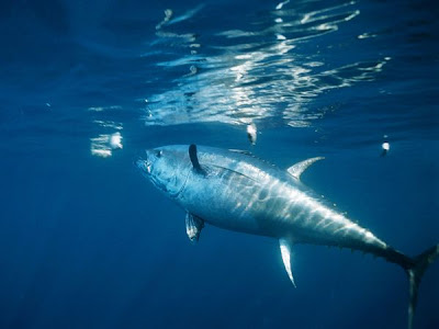 kite fishing tuna kite fishing tuna