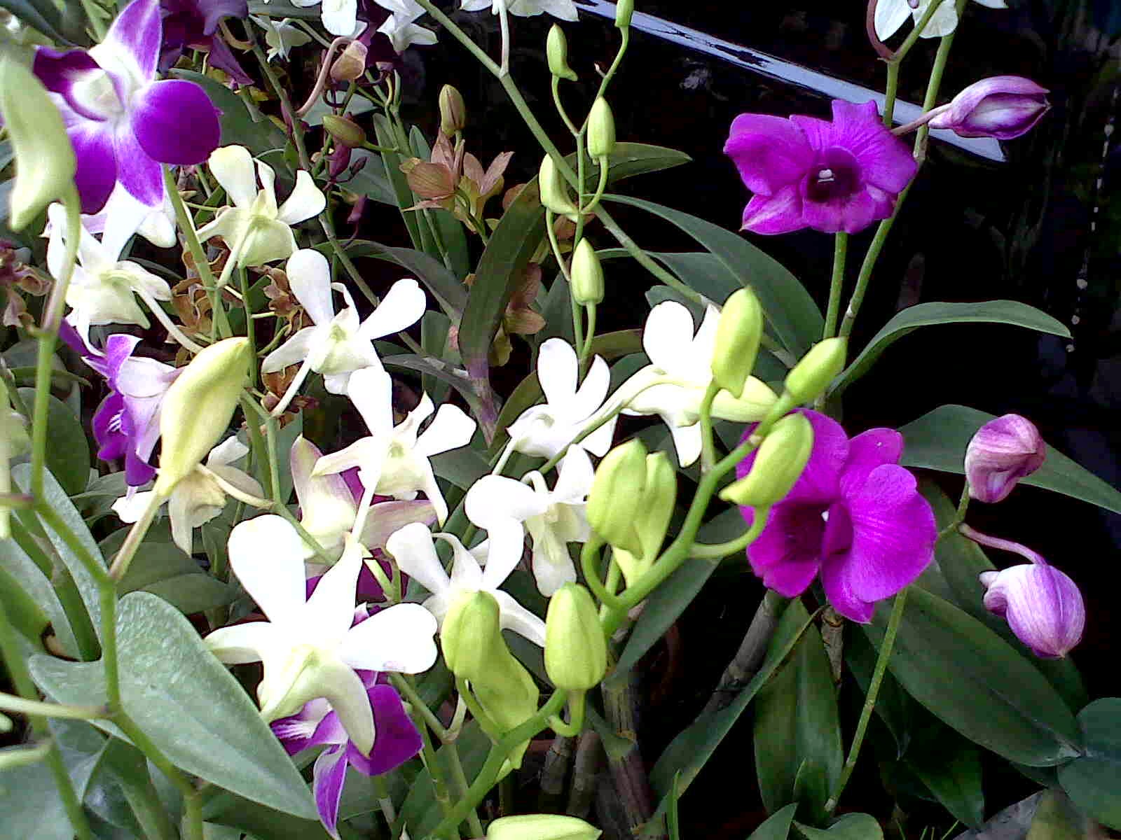 Jual Pohon Anggrek Anggrek Aneka Warna Tanaman Hias jual pohon anggrek anggrek aneka warna tanaman hias
