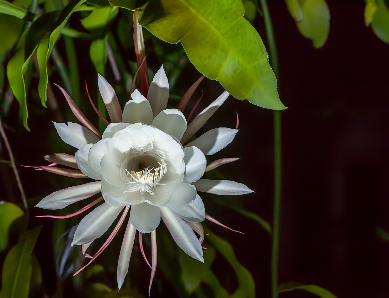 See What I See A Night Queen flower