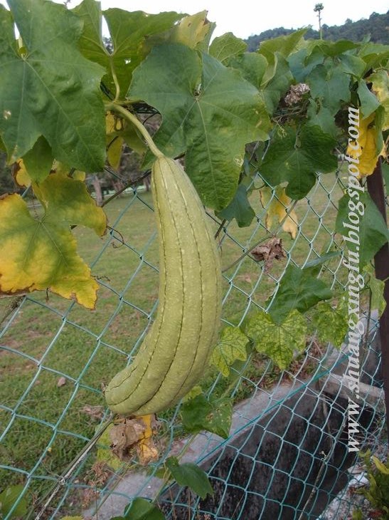 Xing Fu LOOFAH GOURD