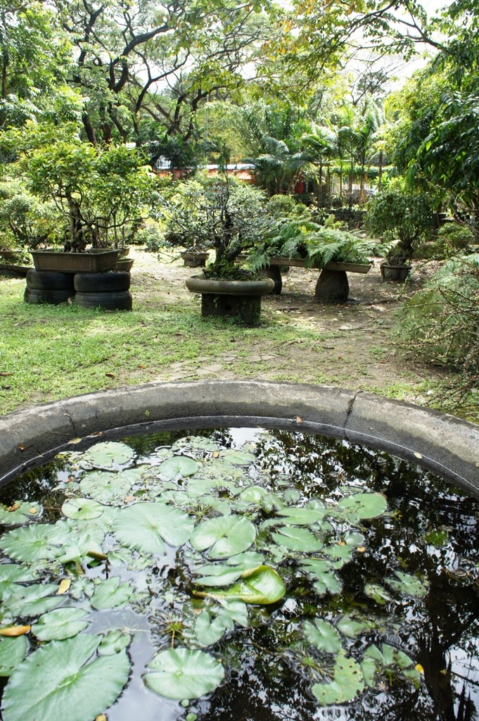 Up Bonsai Garden