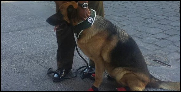 Perros policiales estrenan moderno calzado para protegerse de los vidrios y el calor.