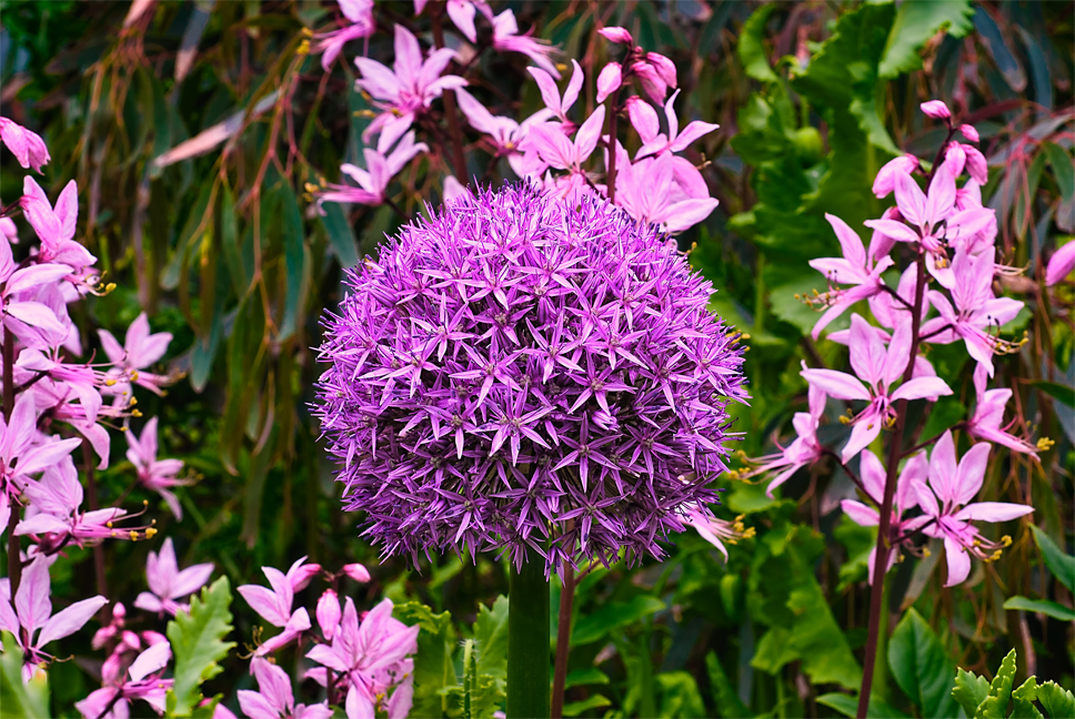 Linda Cochran's Garden: Alliums