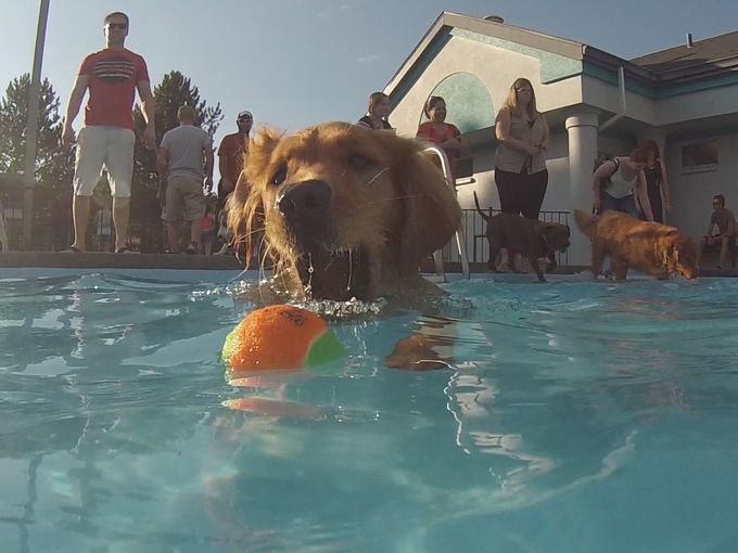 Dog retrieving a ball in the pool
