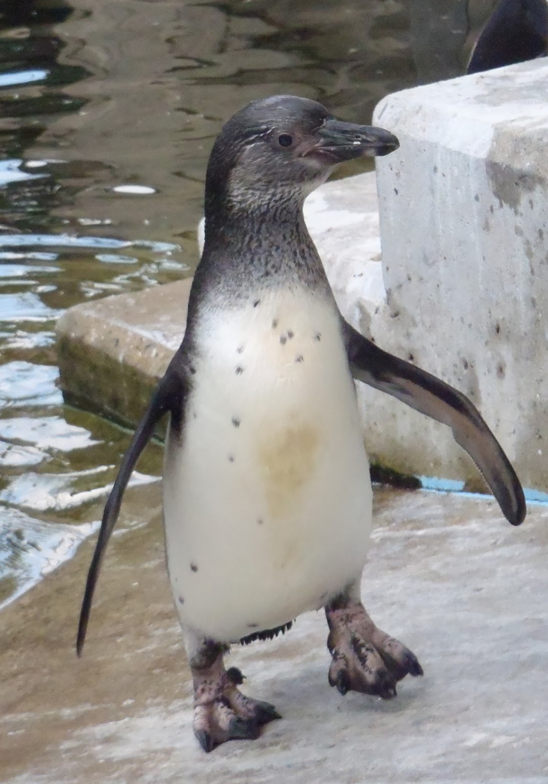 福岡市動物園ブログ フンボルトペンギンのお名前決定しました