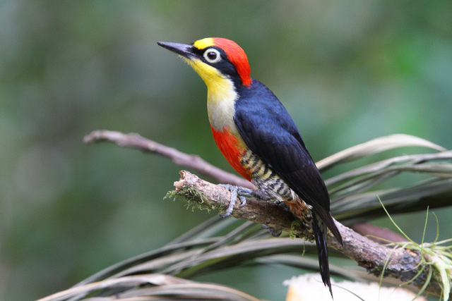 Woodpeckers of the World: Picid in Focus: Yellow-fronted Woodpecker male