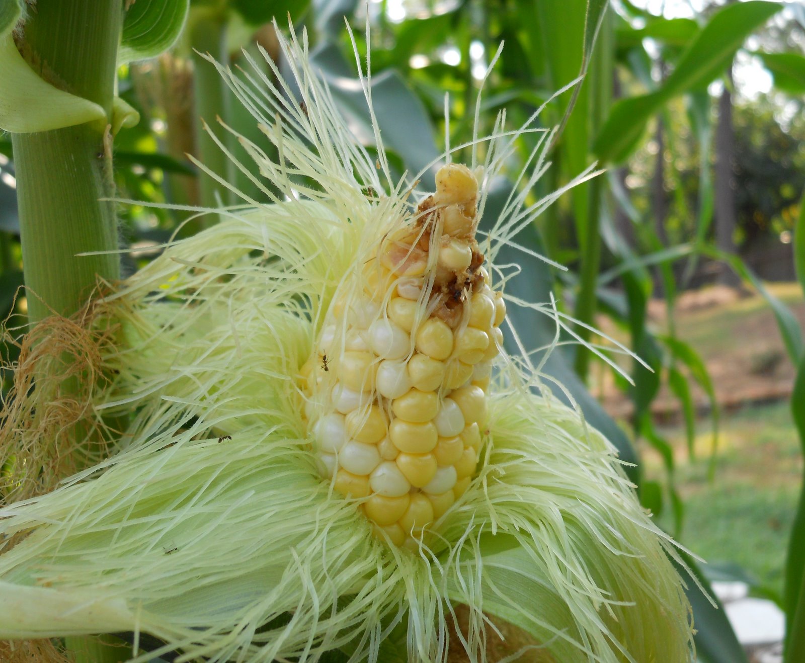 Home Garden How To Know When Corn is Ready to Harvest