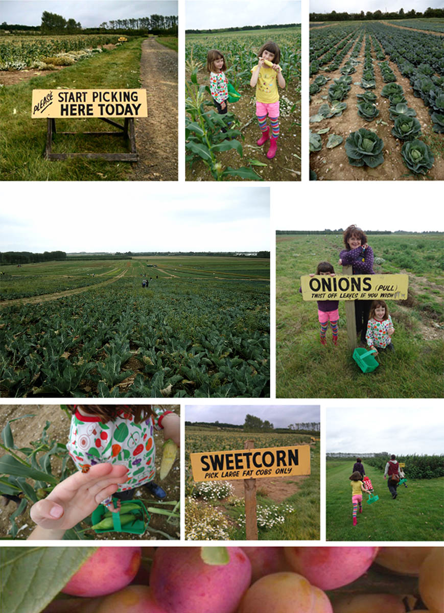 Ivy Arch We Picked Our Own At Roundstone Farm Roundstone Farm Pick Your Own