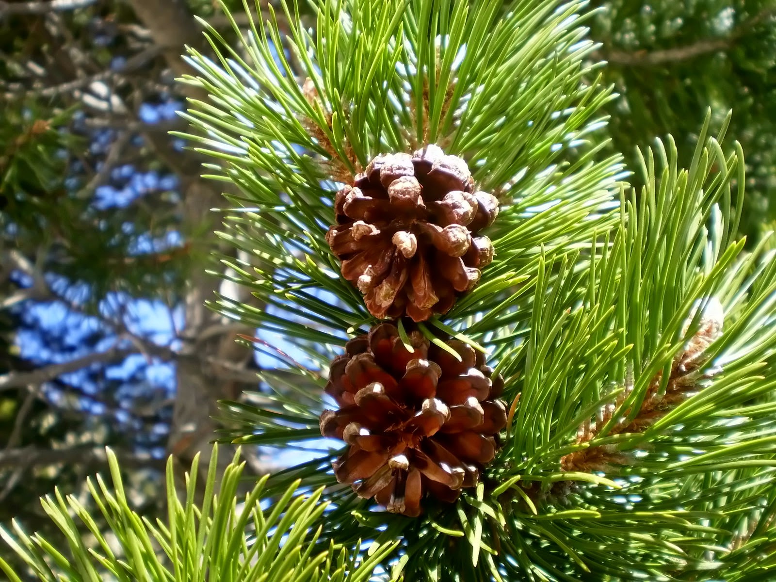 NATURA VIVA PINYA DE PI NEGRE I POEMA