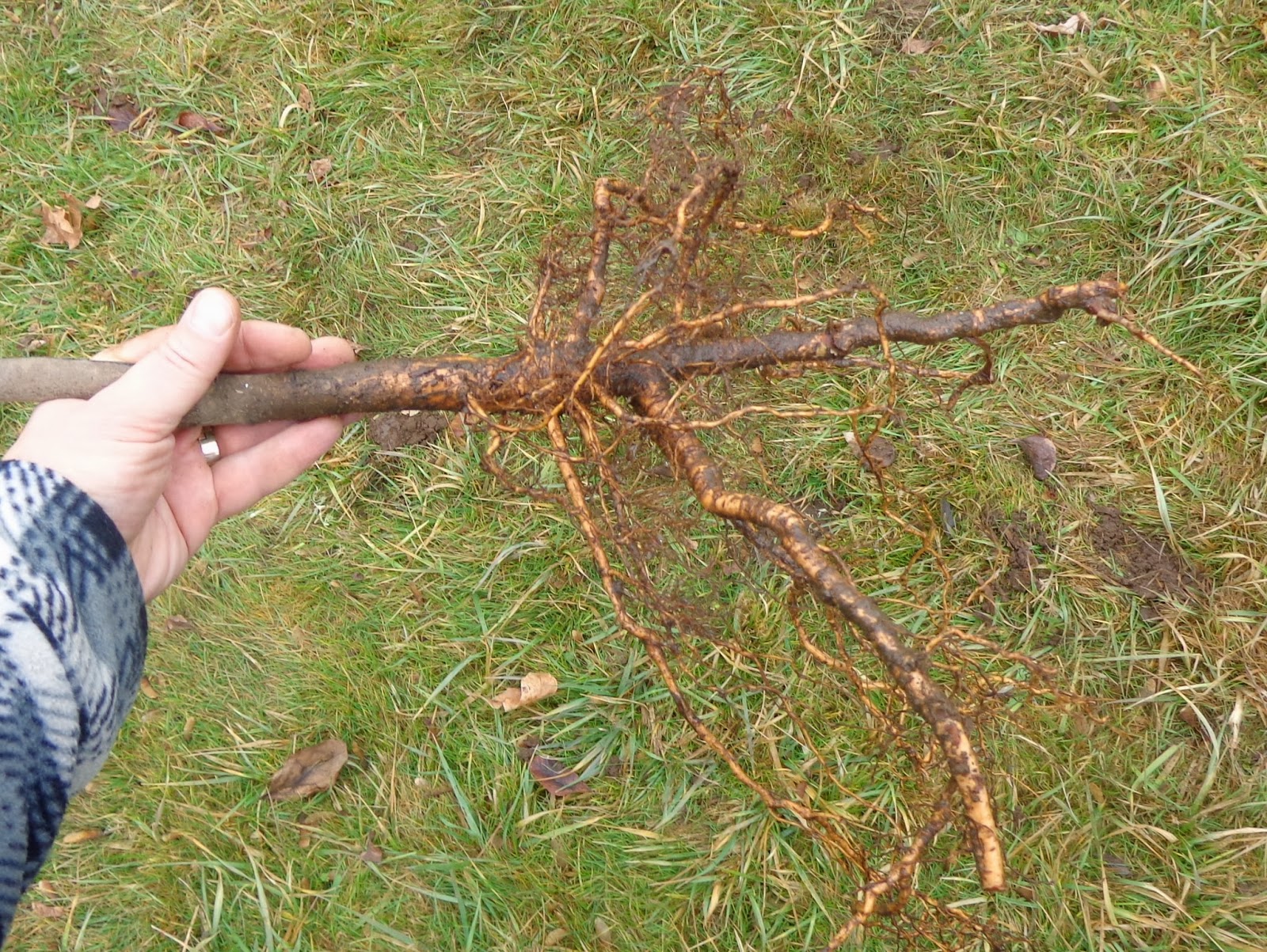 Growing Greener in the Pacific Northwest Fruit Tree Shipment. Raintree Nursery. Apples, Jujube