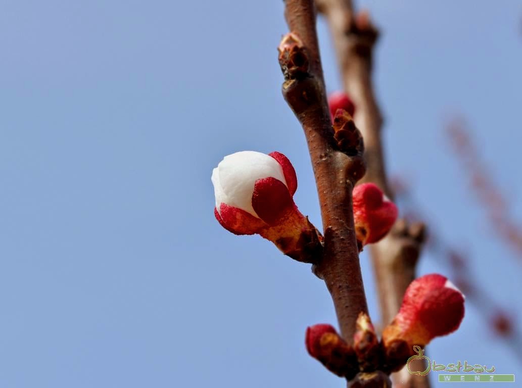 Elfenkunst Von Nicole Elflein Januar 2018