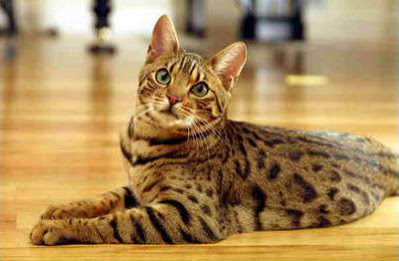 Cute Bengal Cat