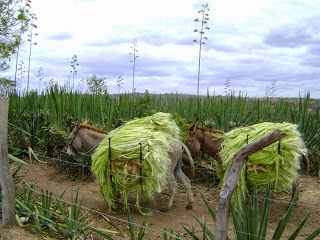 Agave - Sisal