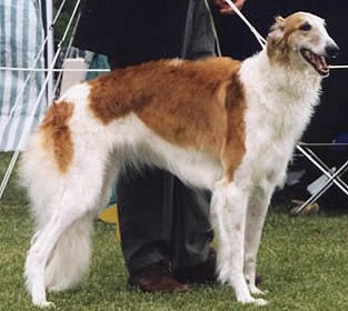Borzoi-Dog-Photos Dog Photos