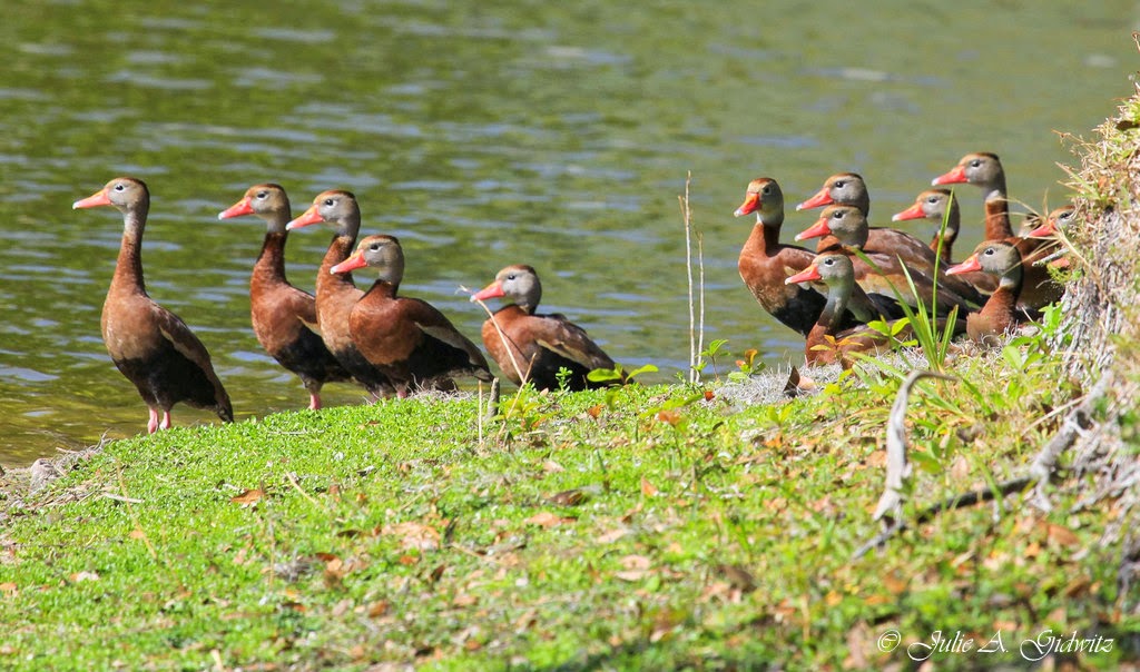 Birding Is Fun! The Birds of Celery Fields
