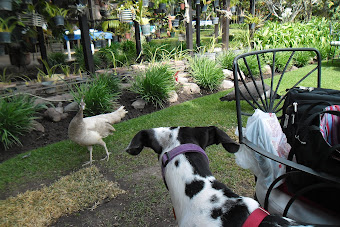 Pondering Peacocks at the Peacock Garden Restaurant