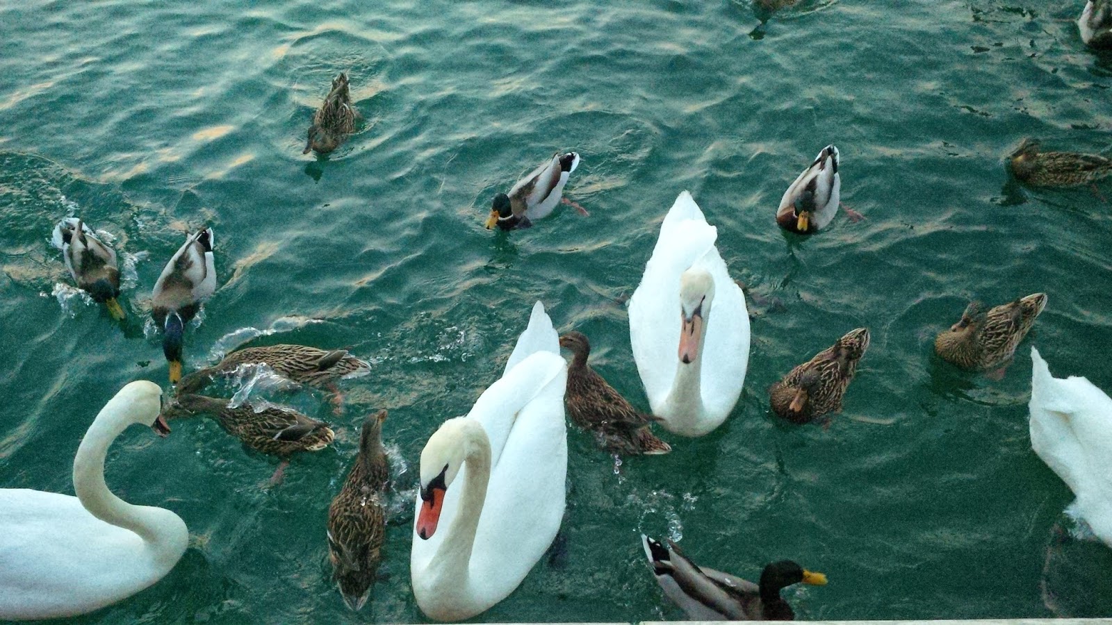 Feeding the swans in Lazise
