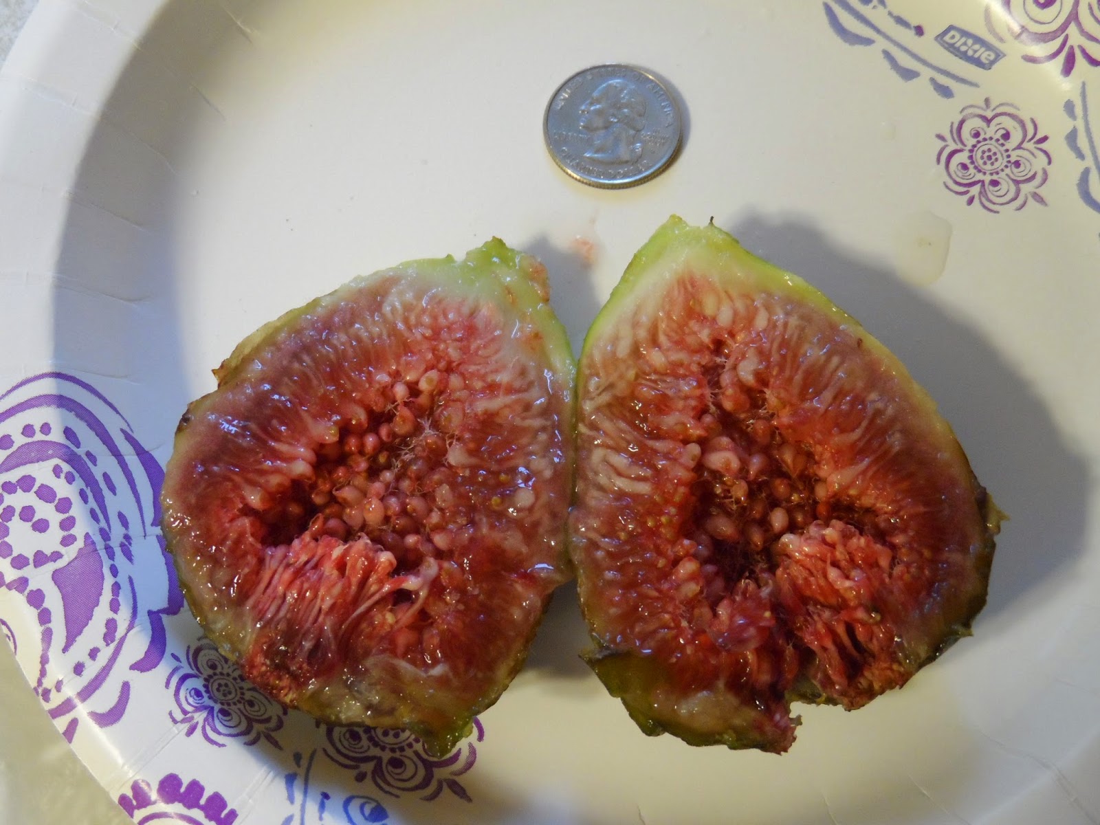 Fig Cuttings For Sale