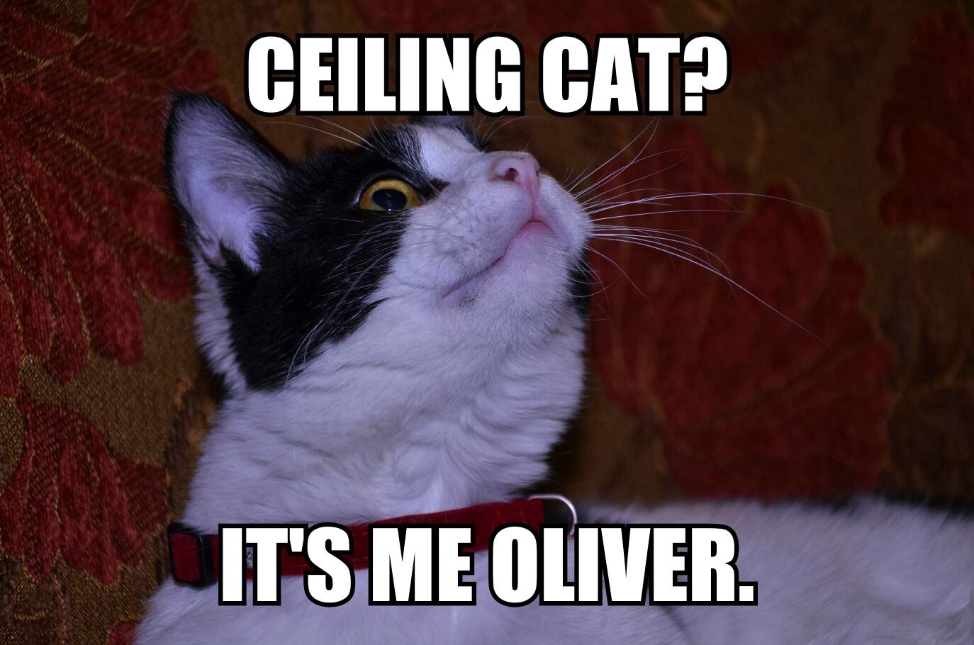 The Secret Cat Fancier S Blog Fun With A Meme Generator