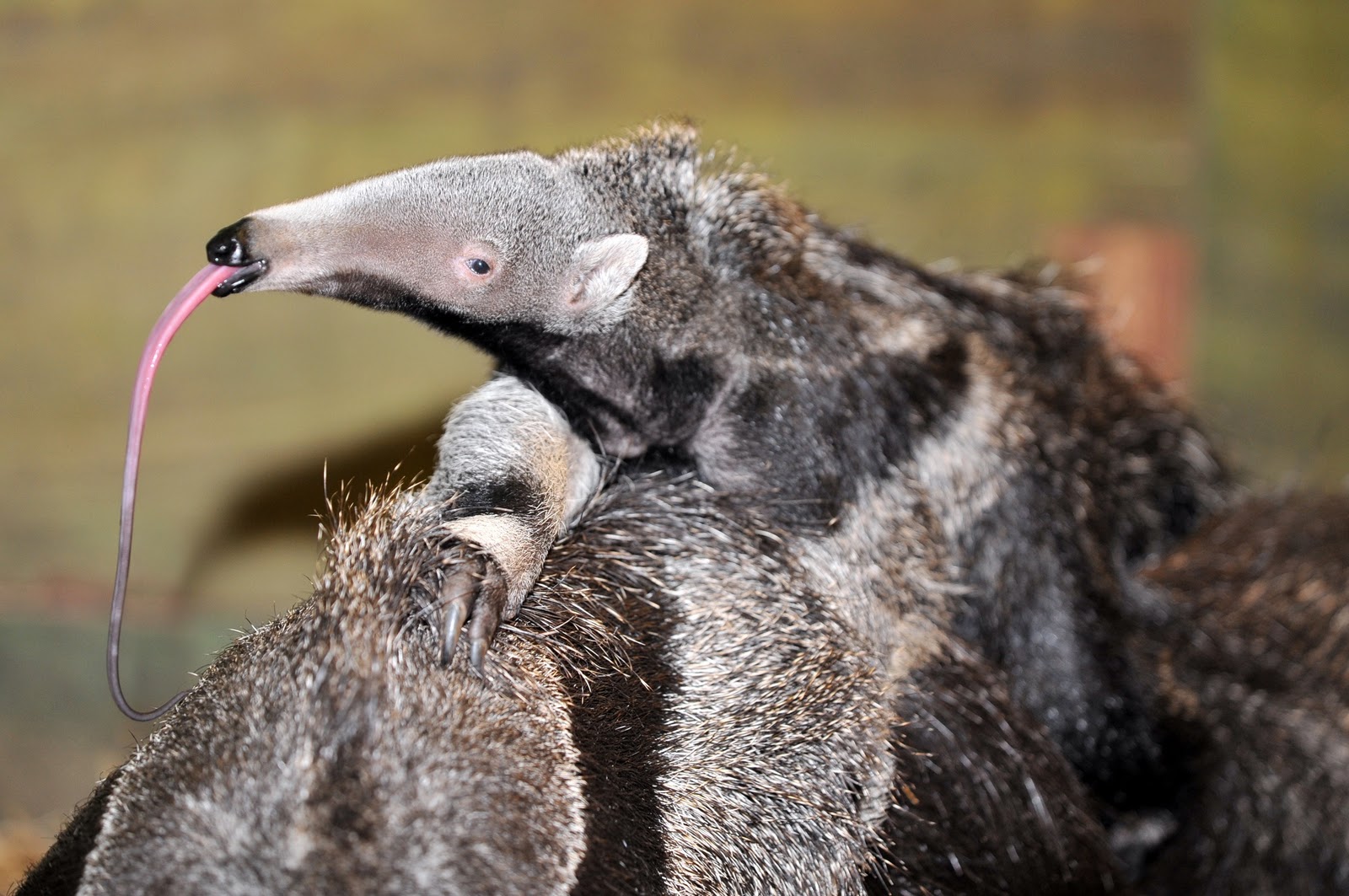 Latest Anteater Animal Wallpapers Download For Free.