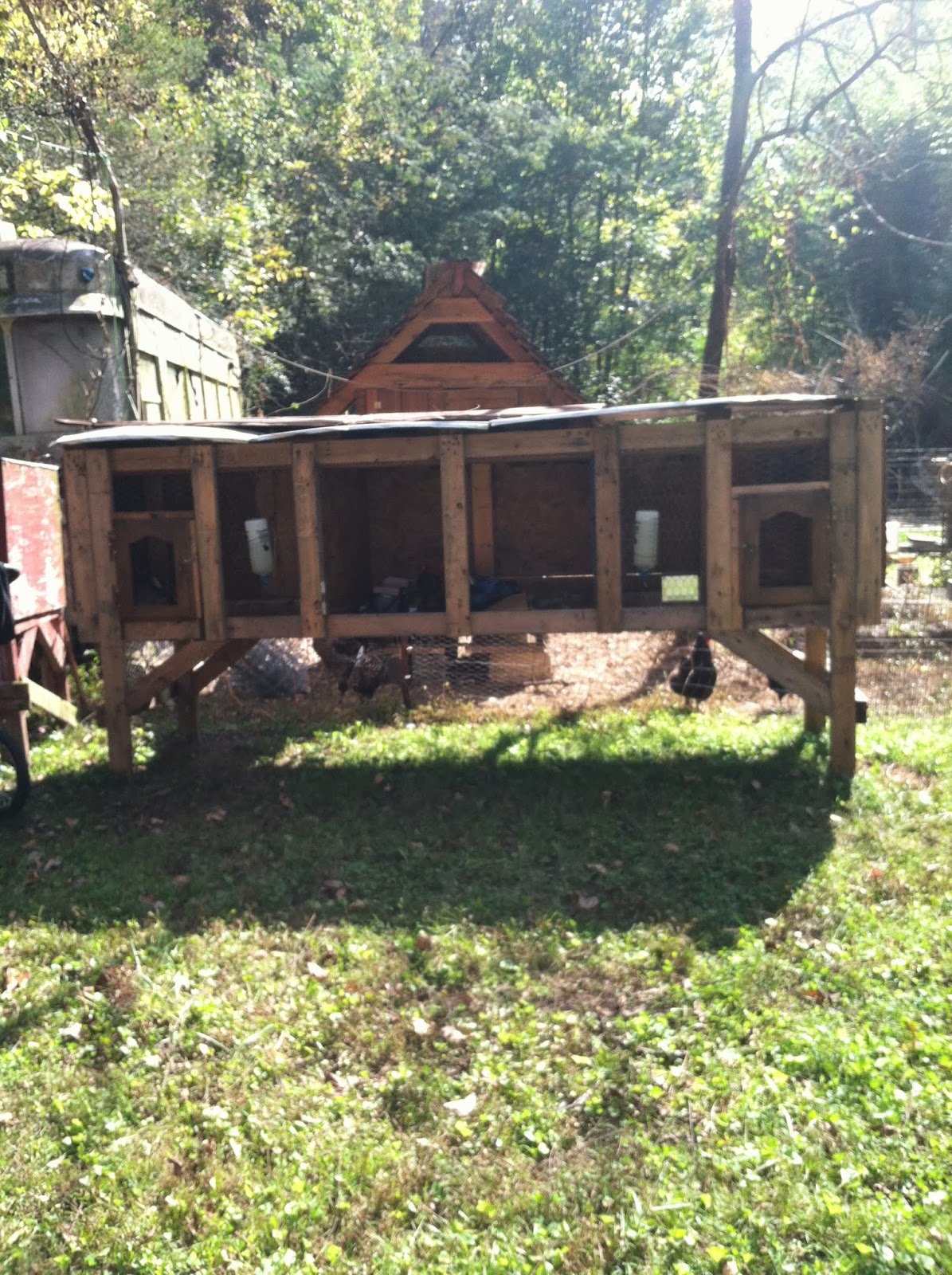 3 Kids and a Chicken Rabbit Care 101