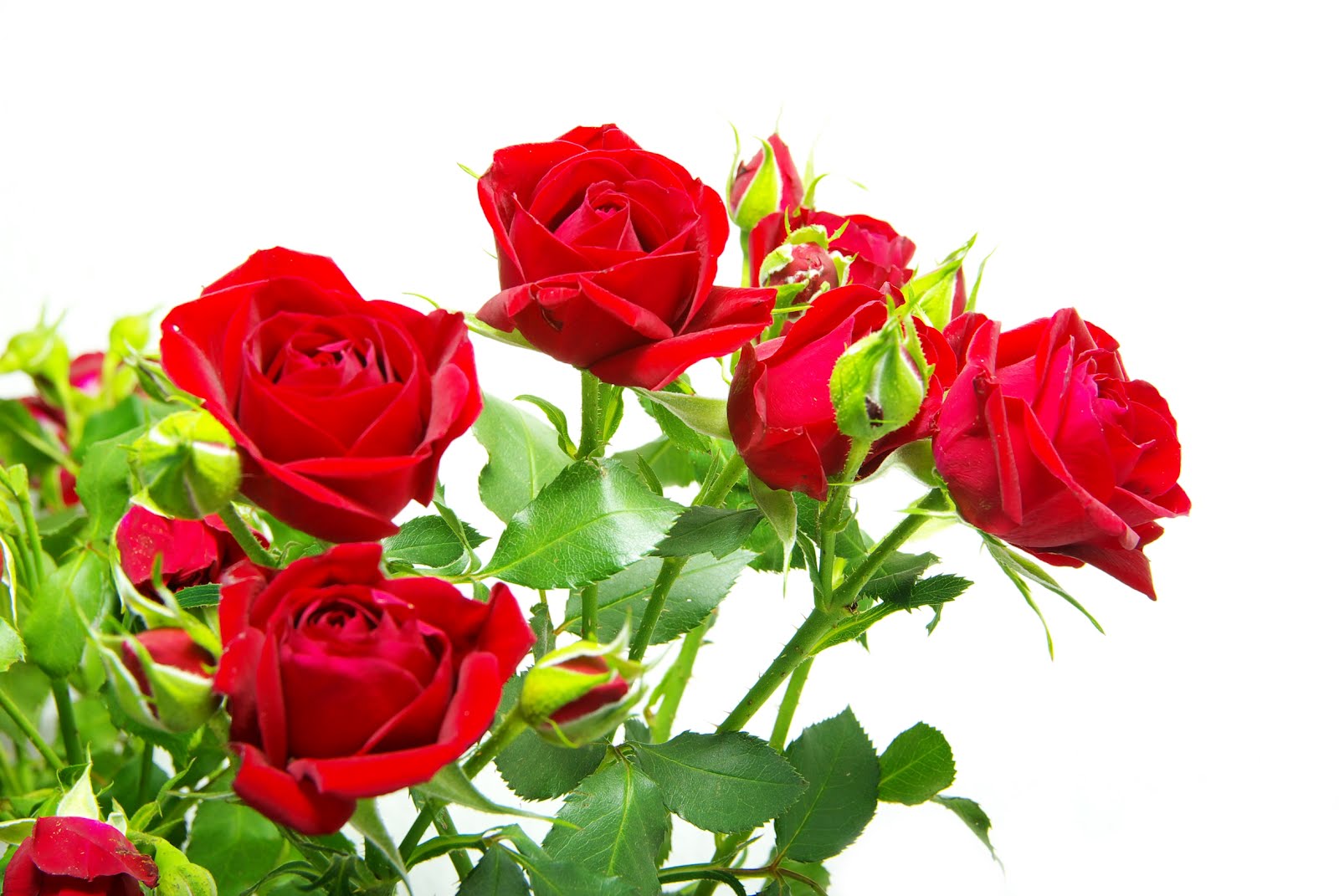 Felicidades Maribel Rosas-rojas-con-fondo-blanco-flores-del-jardin+(1)