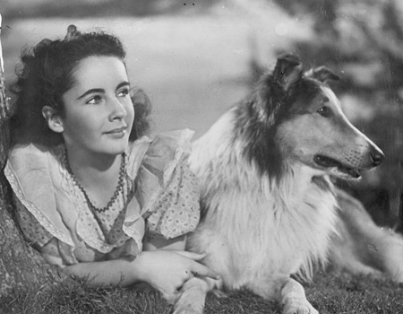 the original lassie