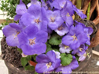 Campanula carpatica