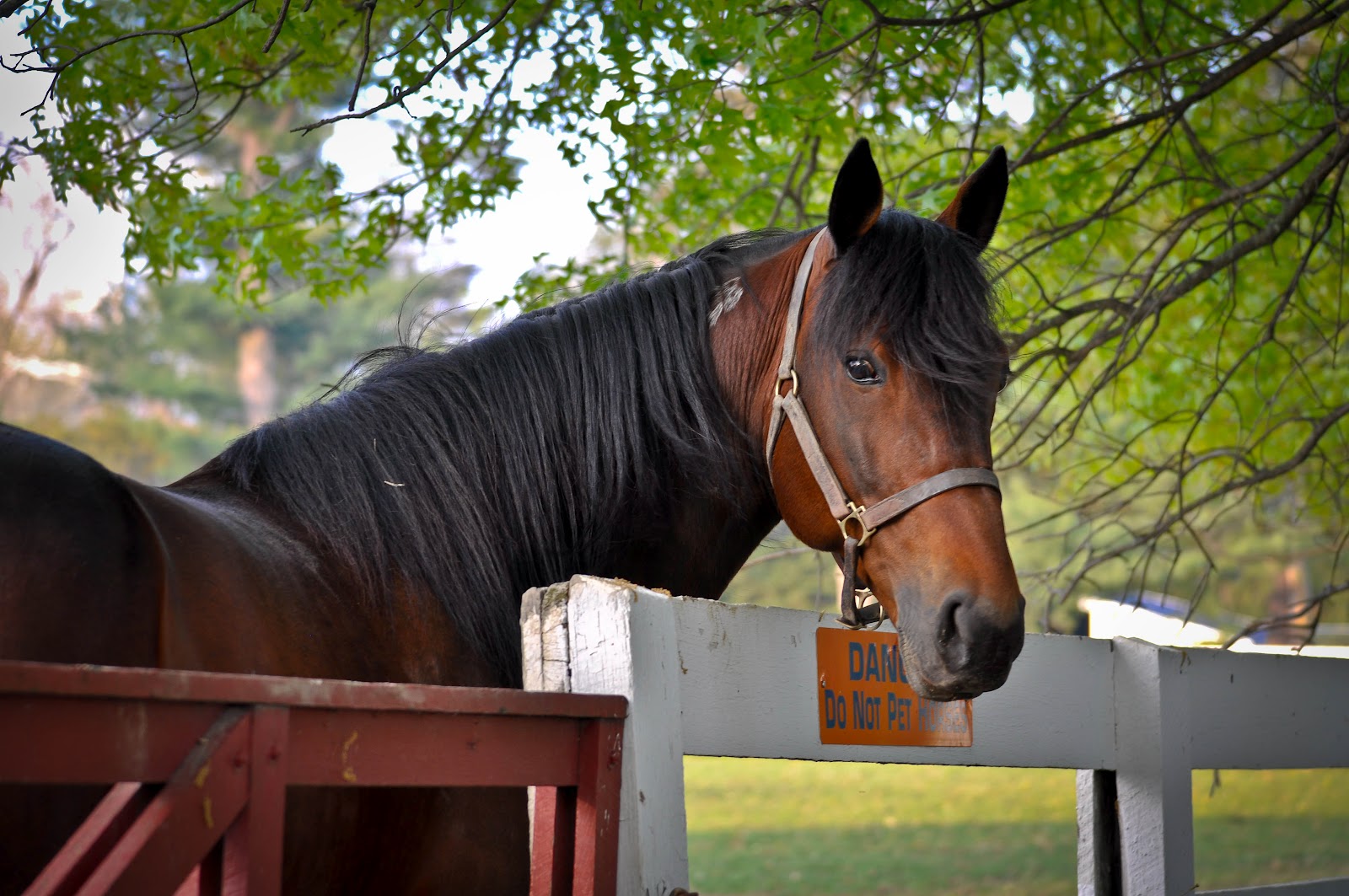 . Sarafina Photography Standardbred Horses at Hanover Shoe Farms