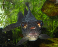 Goldfish Pictures - Black Moor