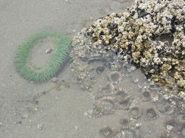 sea anemone at Cannon Beach