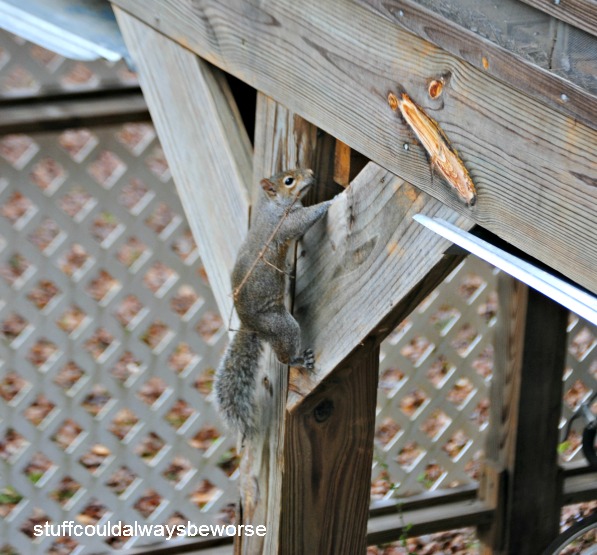 funny black squirrel stick em up pictures with guns funny black squirrel stick em up pictures with guns